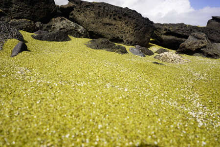 Green sand beach in Hawaii also known as Papakolea beach or Mahana beach is lokated in the south...