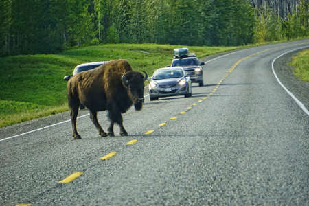 American bison in British Columbiaの写真素材