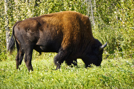 American bison in British Columbiaの写真素材