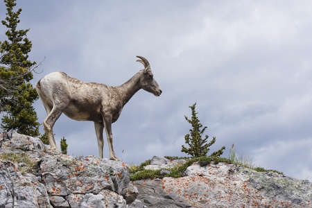 Wild goat in mountainsの写真素材
