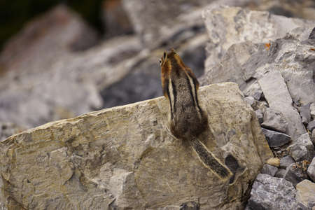 Chipmunk sitting on the rockの写真素材