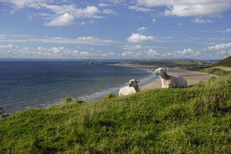 laying sheeps with beautiful view on beach and ocean