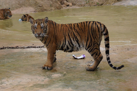 Tigers in Tiger temple in Kanchanabury