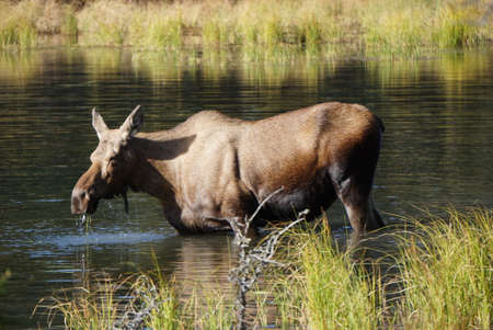 Moose in the Waterの写真素材