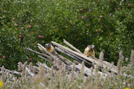 Marmot are hiding on pile of old woodの写真素材
