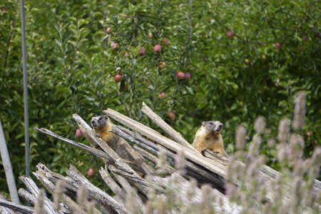 Marmot are hiding on pile of old woodの写真素材