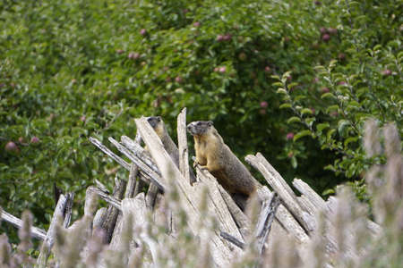 Marmot are hiding on pile of old wood