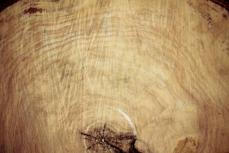 Felled tree trunk. willow, close up. Wood background wood rough structure, the bumps on the tree from the saw.の写真素材