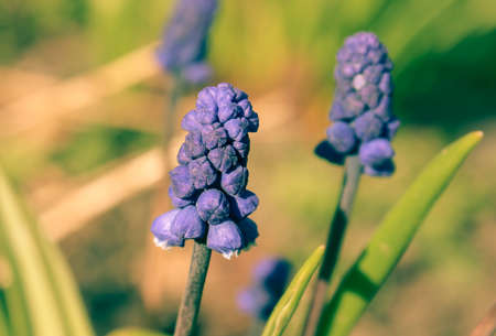 Muscari or murine hyacinth, or Viper onion (family Liliaceae) Beautiful blue spring flowers. beautiful floral blue background.の写真素材