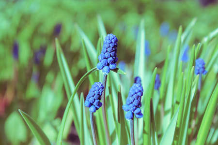 Muscari or murine hyacinth, or Viper onion (family Liliaceae) Beautiful blue spring flowers. beautiful floral blue background.の写真素材