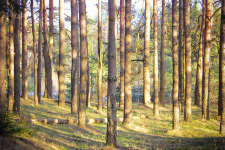 Pine forest at sunset. A ray of sunshine peeks through the trees. Skazany forest lit by the rays...