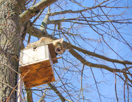 A homeless man, a wild cat climbed the birdhouse to catch starlings. Ha cat hunts birds in the...