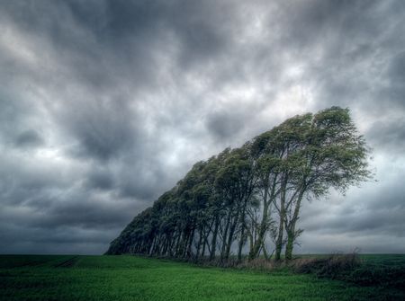 Trees in stormの写真素材