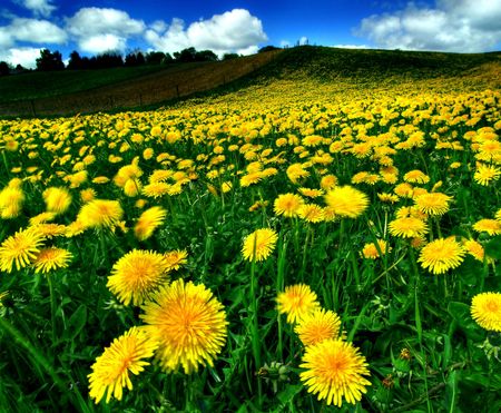 Flowers in summerstormの写真素材