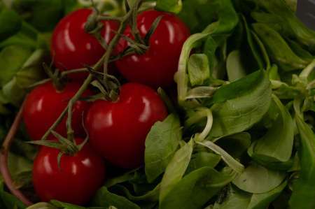 Close-up of bunch of fresh and healthy red cherry tomatoes in green basil leaves.の写真素材