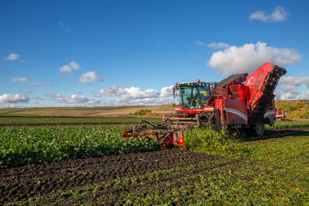 sugar beet harvesting with a modern combine harvester. Blue sky, red combine