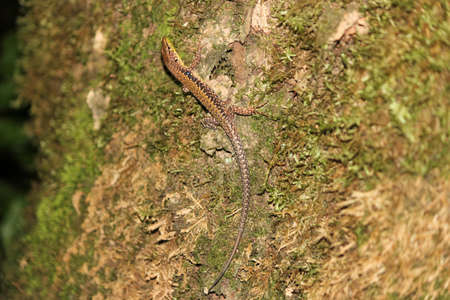 Lizard, Sochi, Russia, August 25, 2011.Samshitovaya grove in the suburbs of Sochi.の写真素材