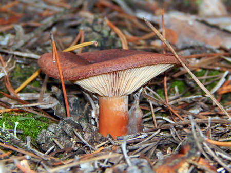 Forest mushroom, Kamensk-Shakhtinsky, Russia, November 20, 2013の写真素材