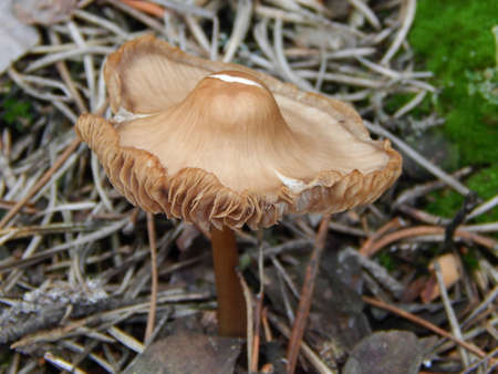 Forest mushroom, Kamensk-Shakhtinsky, Russia, November 20, 2013の写真素材