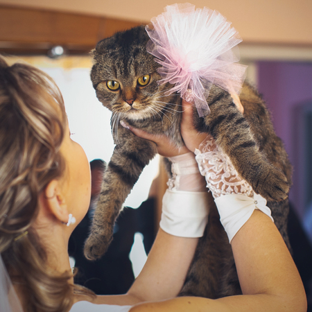 Bride holds in her hands a funny cat with a big bowの写真素材