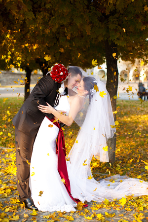 Groom bends bride over under the fall of golden leavesの写真素材