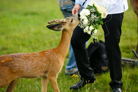 Little deer eats a wedding bouquet from groom's handsの写真素材