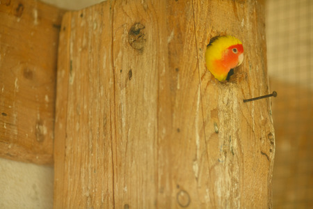 Little yellow parrot sits in a hollowの写真素材