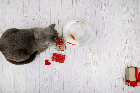 gray cat sitting near aquarium with fish and gift boxes
