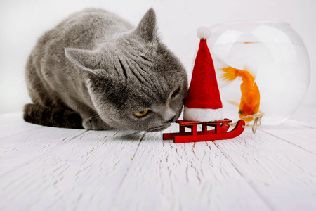 beautiful gray cat sitting near aquarium with fishの写真素材