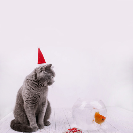 Thoughtful grey cat in red Christmas cat sits on white floor before aquarium with golden fishの写真素材