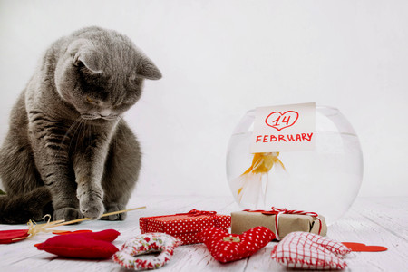 gray cat sitting near aquarium with fish and gift boxesの写真素材