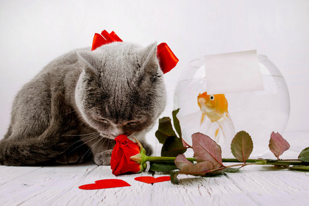 gray cat sitting near aquarium with fish and red roseの写真素材