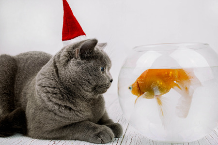 beautiful gray cat sitting near aquarium with fishの写真素材