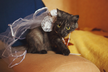 Cat with white ribbons and a veil sits on a sofaの写真素材