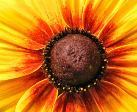 Floral Chocolate Cake  Rudbeckia Berlin の写真素材