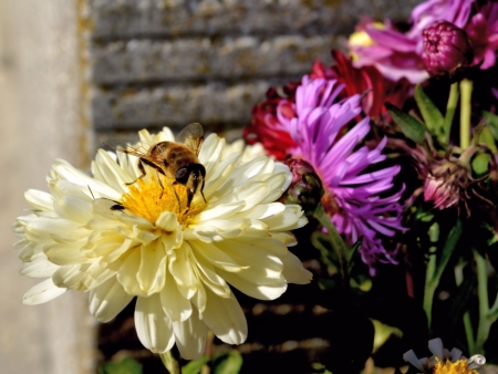 Busy Bee on a Butter White Flower