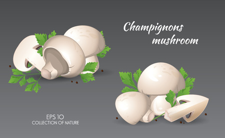 Field mushroom. Champignons. Agaricus campestris with parsley. Food and cooking collection. Vector illustration set of natural productsのイラスト素材