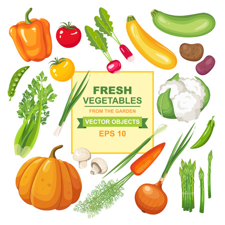 Vector illustration set of fresh, ripe, delicious vegetables for your design. Colorful collection of isolated vegetarian food from the garden on white backgroundのイラスト素材