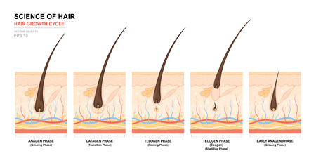 Anatomical training poster. Hair growth phase step by step. Stages of the hair growth cycle. Anagen, telogen, catagen. Skin anatomy. Cross section of the skin layers. Medical vector illustration.のイラスト素材