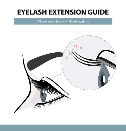 Eyelash extension guide. Eyelashes grow. Eyelid. Side view. Infographic vector illustration. Training poster のイラスト素材