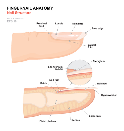 Science of human body. Anatomical training poster. Fingernail Anatomy. Structure of human nail. Cross-section of the finger. Side view. Detailed medical vector illustrationのイラスト素材