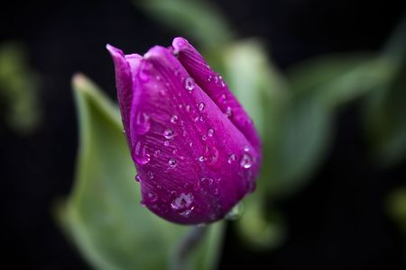 Purple Tulipの写真素材