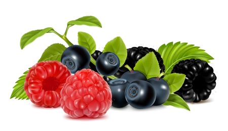 Forest berries. Photo-realistic vector illustration.のイラスト素材