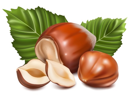 Photo-realistic vector illustration. Hazelnuts with leaves.のイラスト素材