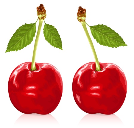 Vector illustration of ripe red cherries with leavesのイラスト素材