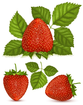 Vector illustration of strawberries with leaves.のイラスト素材