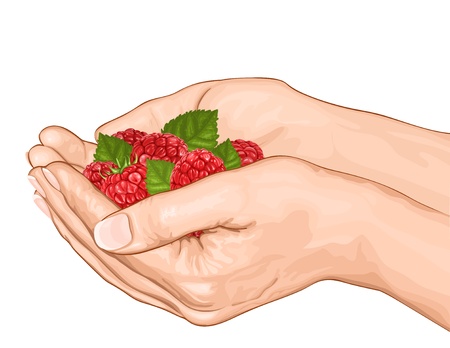 Hands holding red ripe raspberries. vector illustrationのイラスト素材