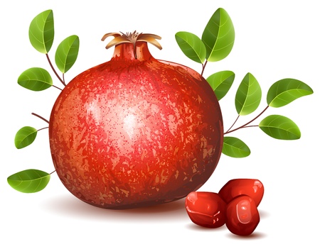 Pomegranate with leavesのイラスト素材