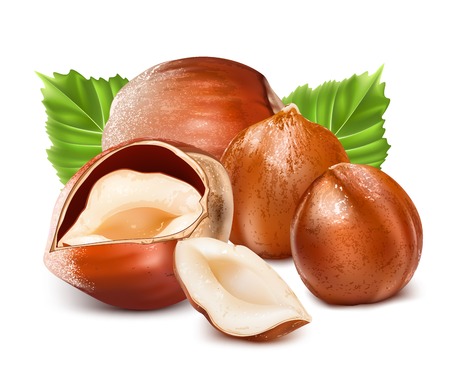 Hazelnuts with leaves.のイラスト素材
