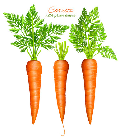 Vector illustration of carrots with leavesのイラスト素材